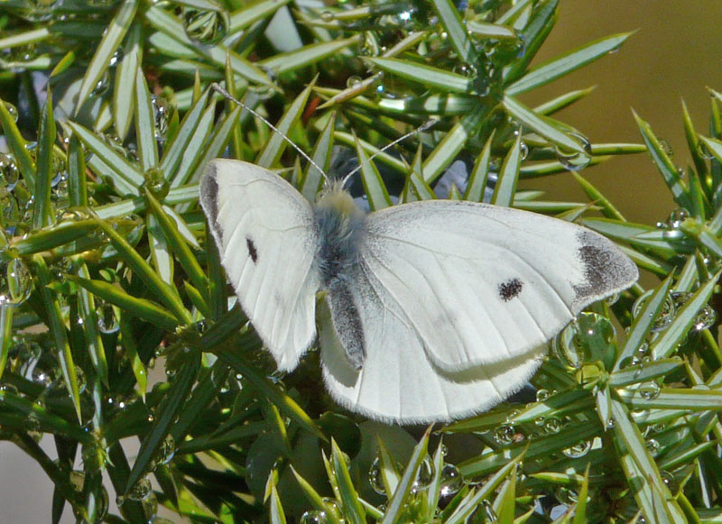 Pieris mannii?